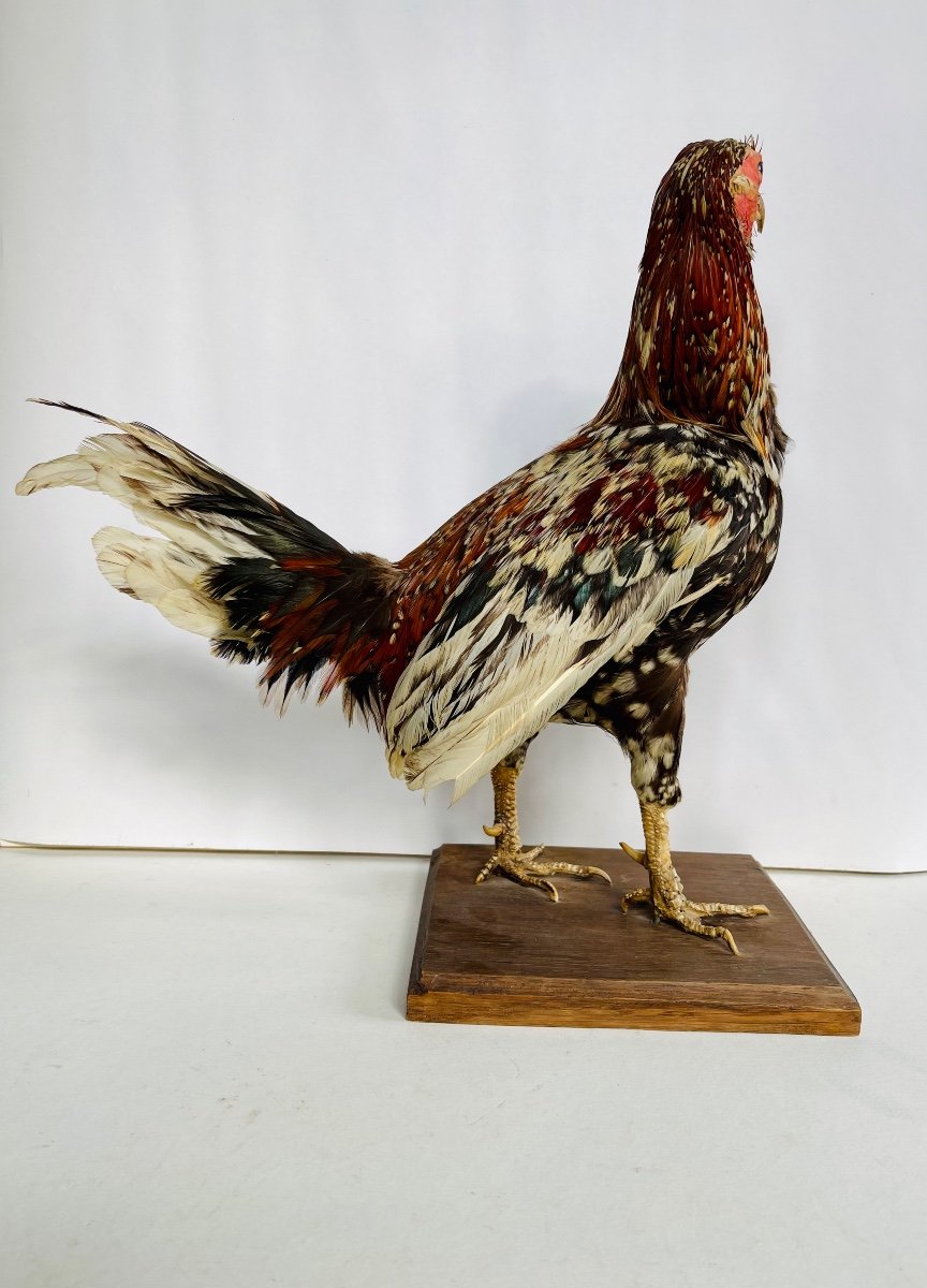 Taxidermy Of A Rooster-photo-2